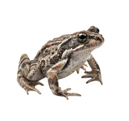 Fototapeta premium Brown frog isolated on transparent background, a closeup of an amphibian