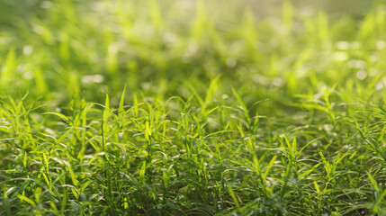 Obraz premium Lush spring grass field in soft morning light, delicate green blades in sharp focus.