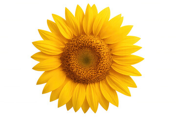 Fototapeta premium Vibrant yellow sunflower blooming, revealing intricate petals and golden center against transparent backdrop