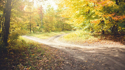 Naklejka premium A forked path through a golden autumn forest, symbolizing life's choices under soft sunlight.