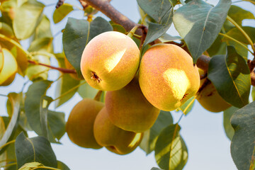 Natural pears grown in the garden without the use of chemicals, hanging on the bushes before autumn, 100% natural pears