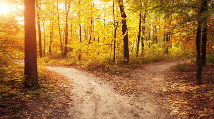 Obraz premium A forked path through a golden autumn forest, symbolizing life's choices under soft sunlight.