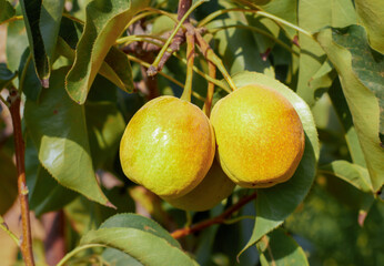 Natural pears grown in the garden without the use of chemicals, hanging on the bushes before autumn, 100% natural pears