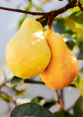 Natural pears grown in the garden without the use of chemicals, hanging on the bushes before autumn, 100% natural pears