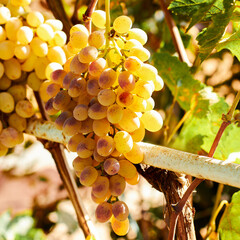 Yellow-white grapes grown in the garden without the use of chemicals, 100% natural grapes hanging on the bushes until autumn