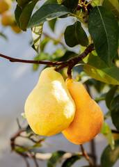 Natural pears grown in the garden without the use of chemicals, hanging on the bushes before autumn, 100% natural pears