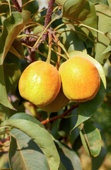 Natural pears grown in the garden without the use of chemicals, hanging on the bushes before autumn, 100% natural pears