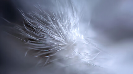 Fototapeta premium Close-up of a delicate white feather wing, showcasing intricate details in soft, focused light.