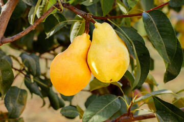 Natural pears grown in the garden without the use of chemicals, hanging on the bushes before autumn, 100% natural pears