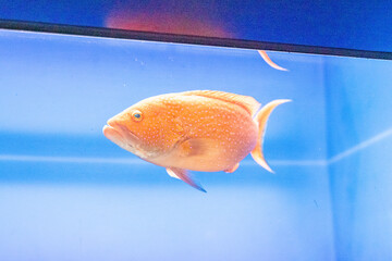 水槽を泳ぐ鮮やかな魚