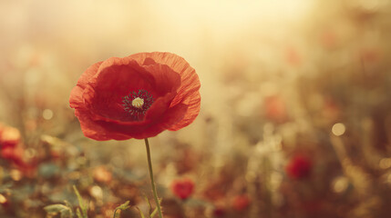 Obraz premium A vibrant red poppy flower in a sunset-lit field, representing remembrance and natural beauty.