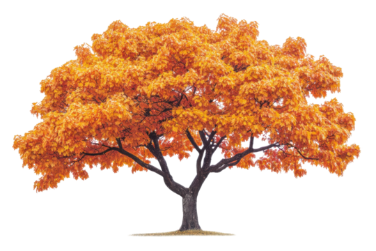 Vibrant autumn tree with falling leaves isolated on transparent background. Autumn maple tree isolated on white background.