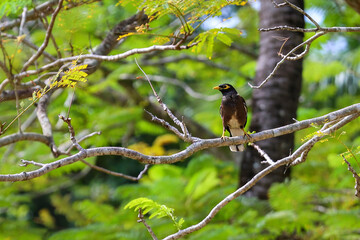 Common Myna Bird Perched on Tree Branch with Lush Green Foliage