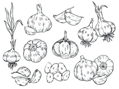 Set of isolated hand drawn garlic outline drawing food illustration
