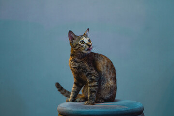 A Charming Cat Gracefully Posing on a Stool with an Artistic and Colorful Background
