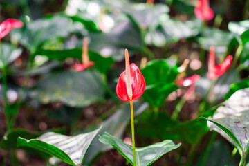 Anthurium au jardin de Balata
