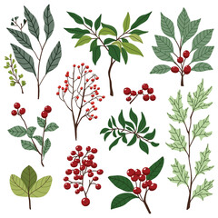 Illustration of various plants and leaves, bright colors transparent background
