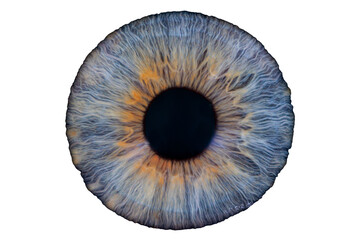 human iris 