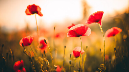 Obraz premium Vibrant red poppies glowing under the golden light of a sunset.