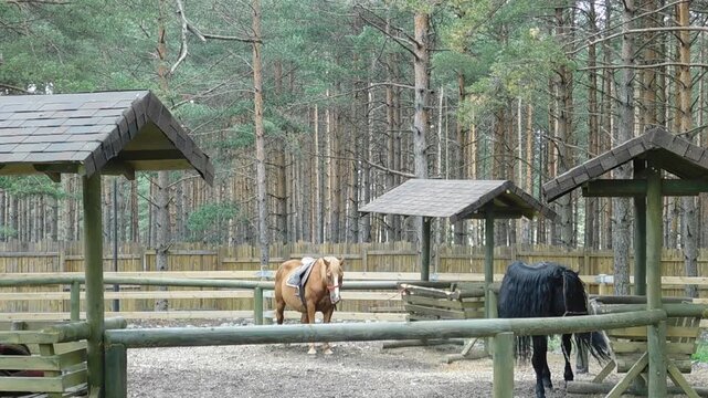 Dino Park, Zlatibor Serbia, beautiful horses 3