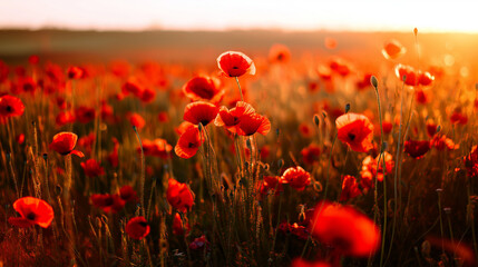 Vibrant red poppies glowing under the golden light of a sunset.