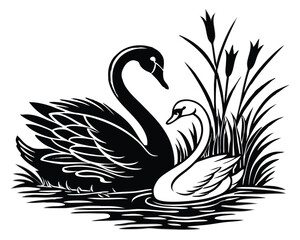 Vector art of two swans, one black and one white, swimming together in tranquil water with reeds