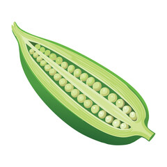 One Luffa Vegetable Food Ingredient Fresh - Vector Illustration