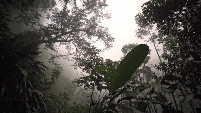 A serene view of a winding walking trail through the dense, lush Monteverde Cloud Forest.