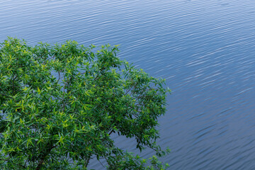 爽やかな新緑の風景_日本