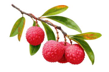 Three lychees on a branch with leaves