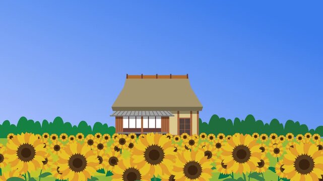 日本の夏のひまわり畑