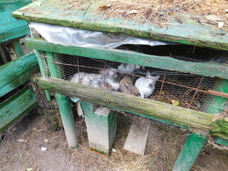 Zova ranch, Zlatibor Serbia 8