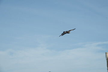 vogel himmel flug adler
