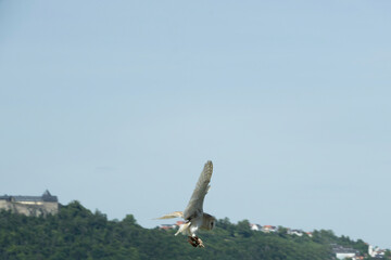 vogel himmel flug eule
