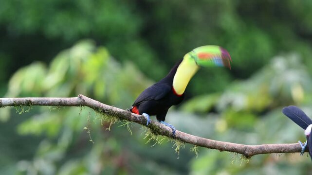Ramphastos sulfuratus, The keel-billed toucan, known as sulfur-breasted toucan
