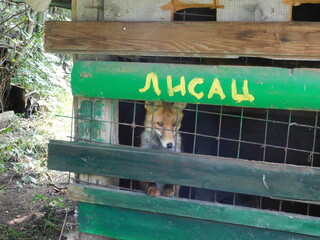 Zova ranch, Zlatibor Serbia, fox 2