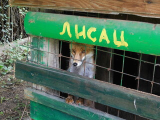 Zova ranch, Zlatibor Serbia, fox 1