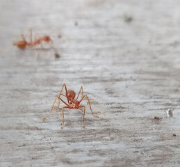Close-up of a Red Ant on a Textured Surface