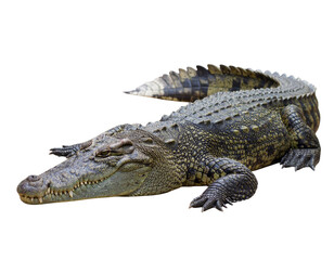 Fototapeta premium Crocodile Resting with Eyes Closed, Side View Pose, PNG Transparent Cutout