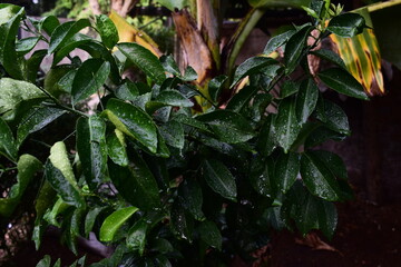 A lush, vibrant citrus plant glistening with fresh raindrops, capturing the healthy and serene beauty of a tropical garden. Perfect for nature, health, and fresh themes.