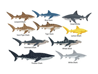 Variety of Sharks in Illustrations: This illustration showcases the diverse beauty of the ocean's apex predators, presenting a vibrant array of sharks in an illustrative style.