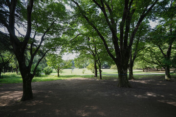 砧公園