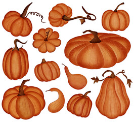 Hand drawn Pumpkin  Art Illustration.  Autumn Harvest, Halloween, Thanksgiving,  Watercolor illustration on a transparent background 
