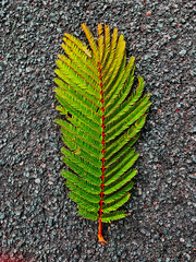 Vibrant Green and Yellow Fern Leaf on Asphalt Surface