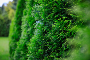 Green garden with young thujas at summer.