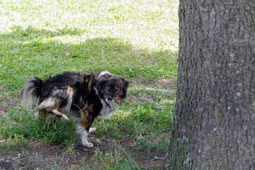 Dog in the park