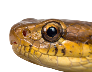 Abstract Macro Close-Up of Snake Skin and Eye, Artistic Crop, White Background PNG