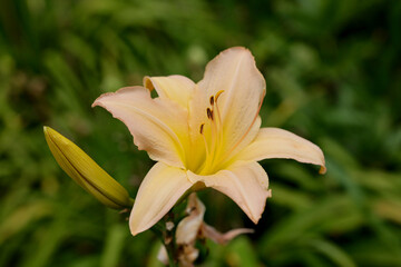 Coral pink Hemerocallis hybrid daylily Corryton Pink in flower in the garden