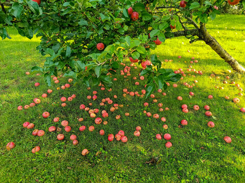 Apfelbaum mit reifen roten &Auml;pfeln, die vor der Ernte schon unten in der Wiese liegen