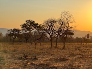 Obraz premium Safari trip to South Africa